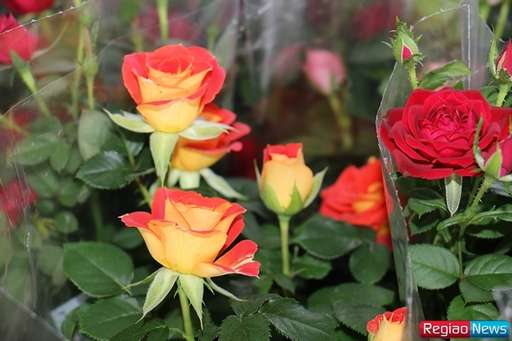 Sidrolândia recebe edição de exposição de flores e plantas ornamentais de Holambra - Imagem da galeria de imagens