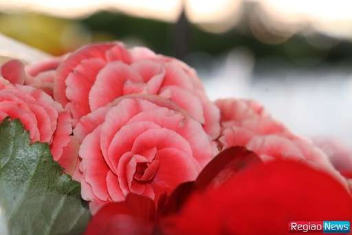 Sidrolândia recebe edição de exposição de flores e plantas ornamentais de Holambra - Imagem da galeria de imagens