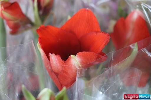 Sidrolândia recebe edição de exposição de flores e plantas ornamentais de Holambra - Imagem da galeria de imagens