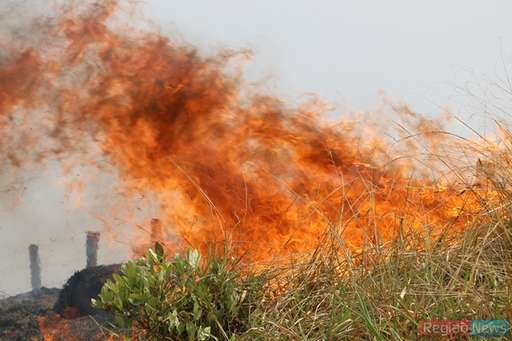 Com ajuda de fazendeiros, bombeiros conseguem controlar queimada em pasto na Fazenda Exposição - Imagem da galeria de imagens