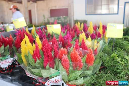 Sidrolândia recebe edição de exposição de flores e plantas ornamentais de Holambra - Imagem da galeria de imagens