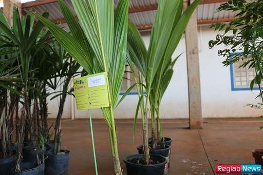 Sidrolândia recebe edição de exposição de flores e plantas ornamentais de Holambra - Imagem da galeria de imagens