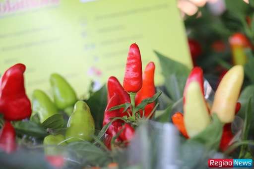 Sidrolândia recebe edição de exposição de flores e plantas ornamentais de Holambra - Imagem da galeria de imagens