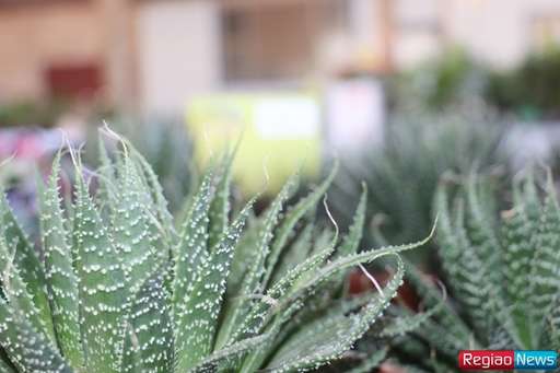 Sidrolândia recebe edição de exposição de flores e plantas ornamentais de Holambra - Imagem da galeria de imagens