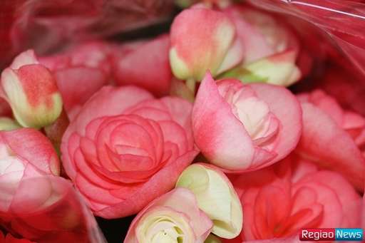 Sidrolândia recebe edição de exposição de flores e plantas ornamentais de Holambra - Imagem da galeria de imagens