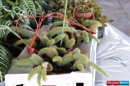 Sidrolândia recebe edição de exposição de flores e plantas ornamentais de Holambra - Imagem da galeria de imagens