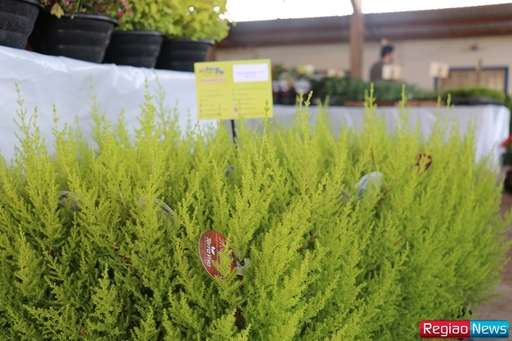 Sidrolândia recebe edição de exposição de flores e plantas ornamentais de Holambra - Imagem da galeria de imagens
