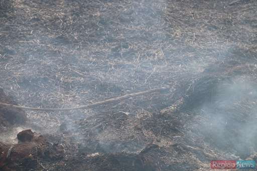 Com ajuda de fazendeiros, bombeiros conseguem controlar queimada em pasto na Fazenda Exposição - Imagem da galeria de imagens
