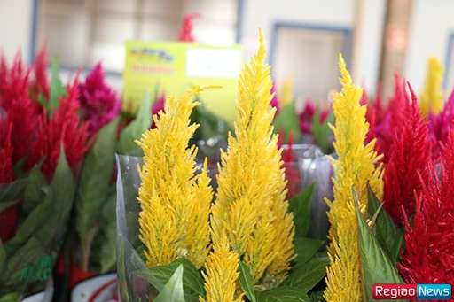 Sidrolândia recebe edição de exposição de flores e plantas ornamentais de Holambra - Imagem da galeria de imagens