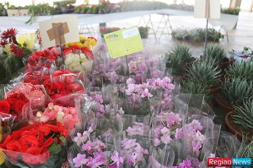 Sidrolândia recebe edição de exposição de flores e plantas ornamentais de Holambra - Imagem da galeria de imagens