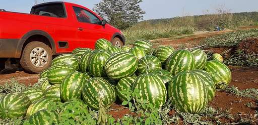Apesar da seca no inverno, assentado inicia colheita de 3 mil frutas de melancia - Imagem da galeria de imagens