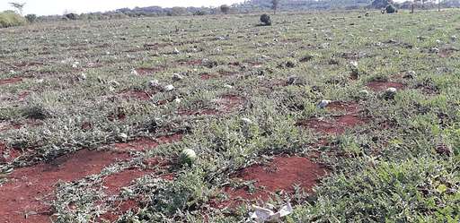 Apesar da seca no inverno, assentado inicia colheita de 3 mil frutas de melancia - Imagem da galeria de imagens