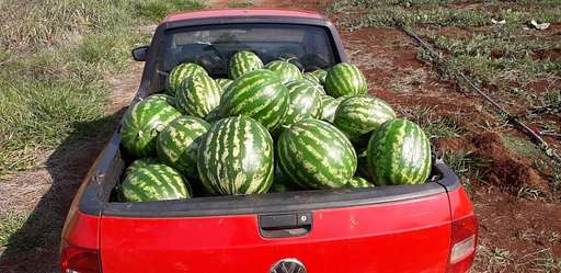 Apesar da seca no inverno, assentado inicia colheita de 3 mil frutas de melancia - Imagem da galeria de imagens