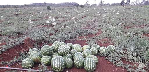 Apesar da seca no inverno, assentado inicia colheita de 3 mil frutas de melancia - Imagem da galeria de imagens