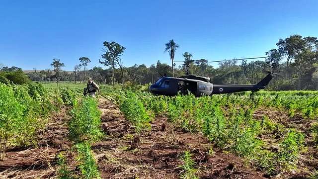 Mega Opera O Entre Paraguai E Brasil Destr I Toneladas De Maconha