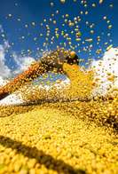 Brasil estima colheita de 354,8 milhões de toneladas de grãos