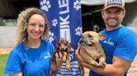 Casal do Paraná traz paixão por pets e mais de 20 raças de filhotes para a Expo-Sidrolândia