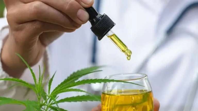 Anvisa define novas regras para o cultivo de cannabis e estabelece critérios para produção