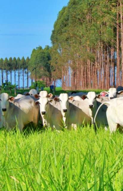 Governo retoma discussões sobre Plano do Clima