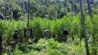 Operação destrói 18 hectares de plantações de maconha na região de fronteira