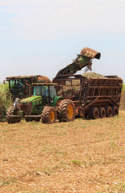 Safra de cana-de-açúcar pode gerar maior produção de etanol da história de MS