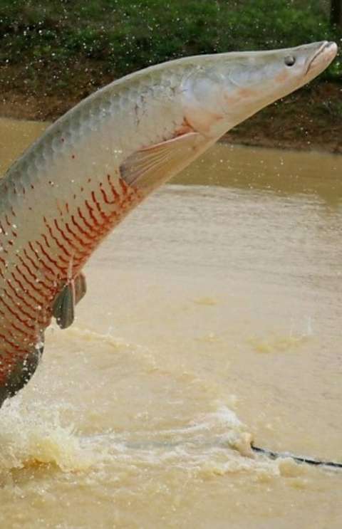 Ibama declara pirarucu espécie invasora e libera abate do peixe fora da Bacia Amazônica