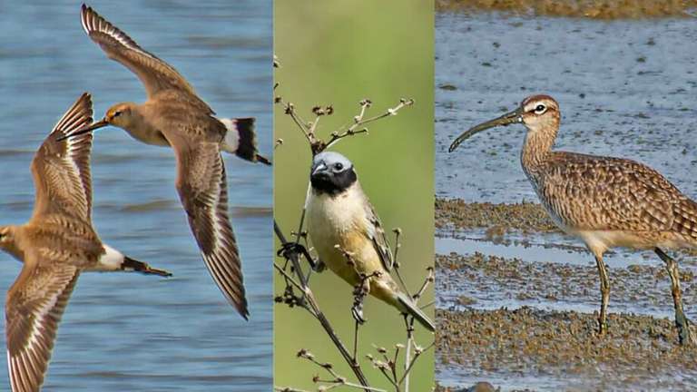Veja as três aves que passam pelo Pantanal incluídas em anexos da COP15 na Capital