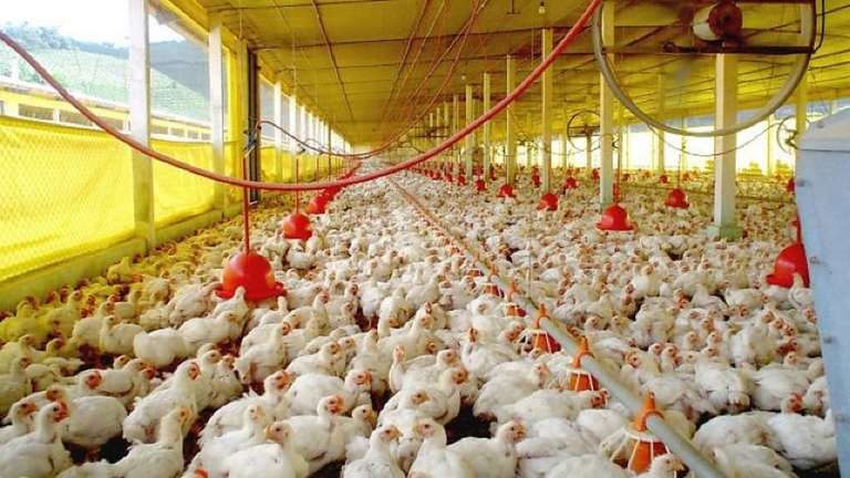 Produção de frango bate recorde no Brasil e pressiona preços