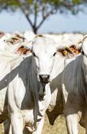 Produtores de Mato Grosso do Sul têm até segunda para atualizar rebanho na Iagro