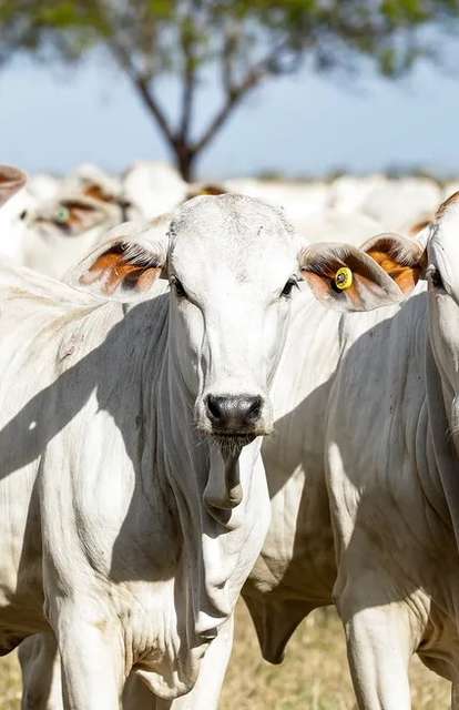 Produtores de Mato Grosso do Sul têm até segunda para atualizar rebanho na Iagro