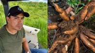 Entre a Câmara e a agroindústria, vereador indígena transforma produção de mandioca em fonte de renda para famílias da Aldeia 10 de Maio