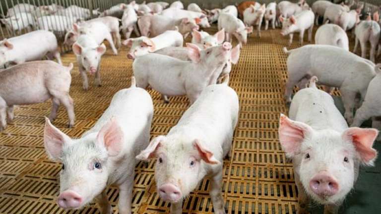 Suinocultura avança e exportações somam US$ 22,5 milhões em Mato Grosso do Sul