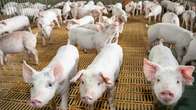 Suinocultura avança e exportações somam US$ 22,5 milhões em Mato Grosso do Sul