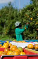 TRT condena empresa de frutas por trabalho análogo à escravidão em MS