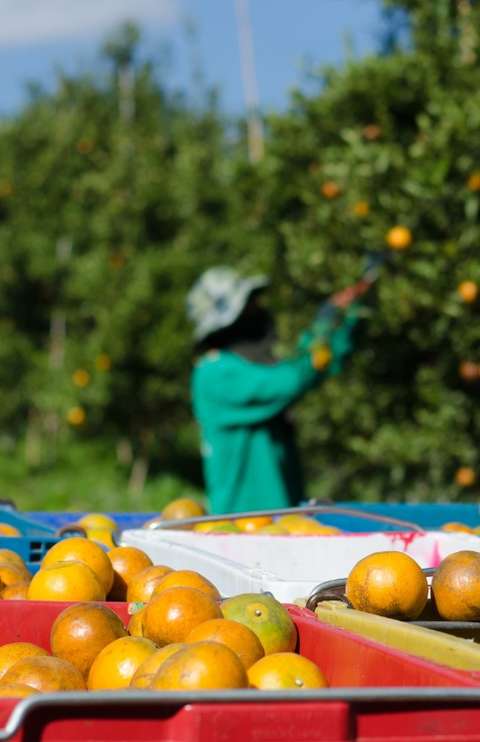 TRT condena empresa de frutas por trabalho análogo à escravidão em MS