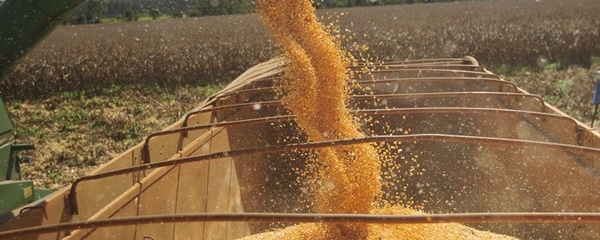 Colheita do milho safrinha avanÃ§a rapidamente em MS e chega a 43,6% das Ã¡reas cultivadas