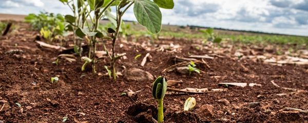 Em SidrolÃ¢ndia Ã¡rea cultivada com soja deve ter reduÃ§Ã£o de 5% e jÃ¡ estÃ¡ 40% plantada