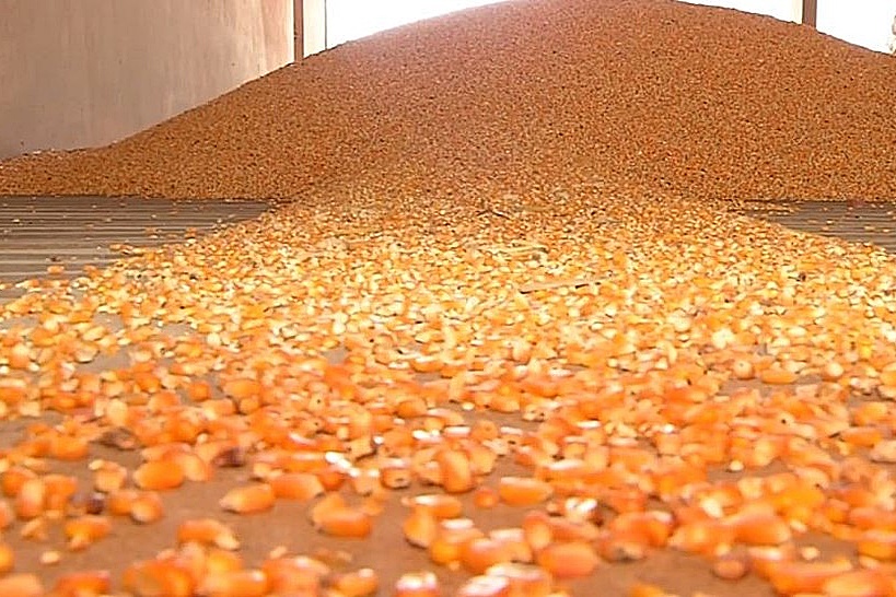 Mato Grosso do Sul encerra junho com 8,5% da Ã¡rea de milho safrinha colhida