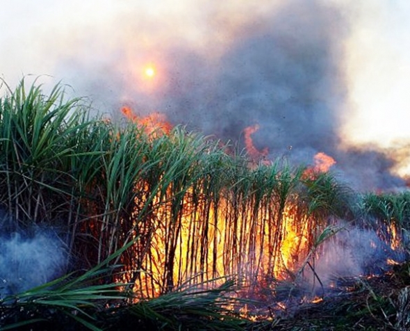 Lei que autoriza queima da cana deve gerar protestos de ambientalistas em Dourados