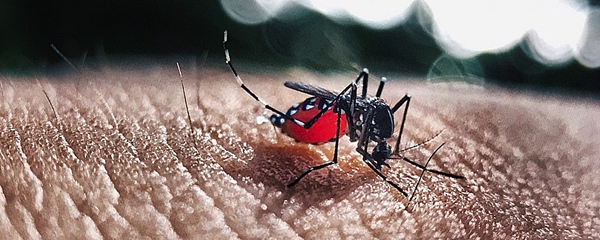 Dengue mata 9 em MS, quase 8 mil pessoas foram confirmadas com a doenÃ§a no estado em 2019