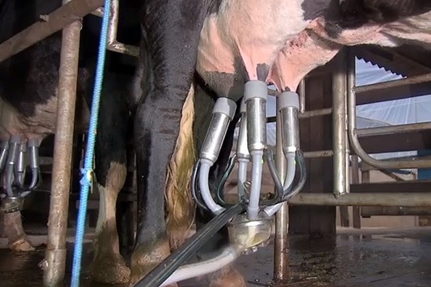 ProduÃ§Ã£o de leite cai 13,2% em MS apesar do aumento no valor do litro pago aos produtores