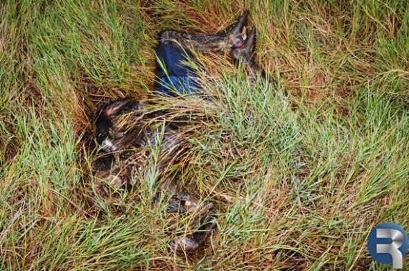 Corpo Ã© encontrado as margens da MS-060 saÃ­da para MaracajÃº