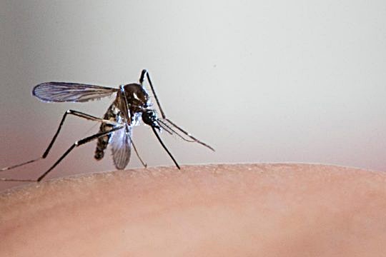 Em uma semana, secretaria confirma mais trÃªs mortes por dengue em MS