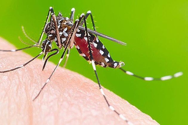 Secretaria confirma morte de mulher por dengue em municÃ­pio de MS