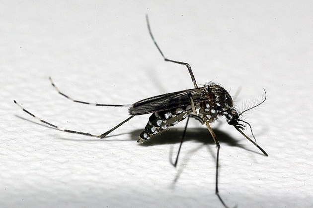 MS tem 12 mortes por dengue e mais de 16 mil notificaÃ§Ãµes, aponta boletim da SaÃºde