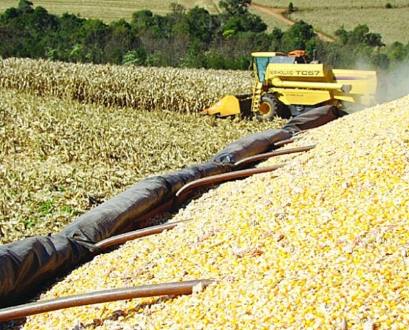 Conab estima que Mato Grosso do Sul jÃ¡ colheu 65% da safrinha do milho