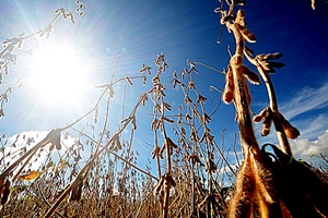 Colheita da soja em Ã¡rea plantada em Mato Grosso do Sul chega a 60%