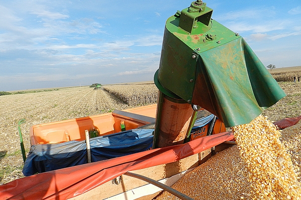 Mesmo com grÃ£o valorizado, quebra da produÃ§Ã£o de milho reduz em 6,24% faturamento bruto potencial
