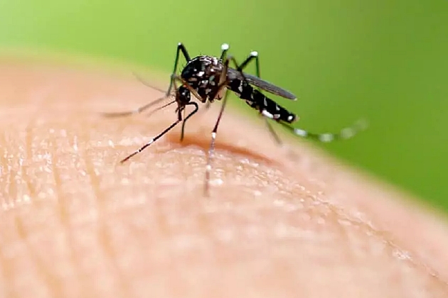 Nova linhagem do vÃ­rus da zika estÃ¡ em circulaÃ§Ã£o no Brasil e pode originar epidemia, diz estudo