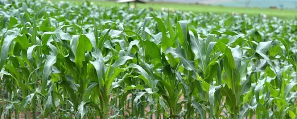 Antes mesmo de sair dos campos, 41,8% do milho jÃ¡ estÃ¡ vendido em MS
